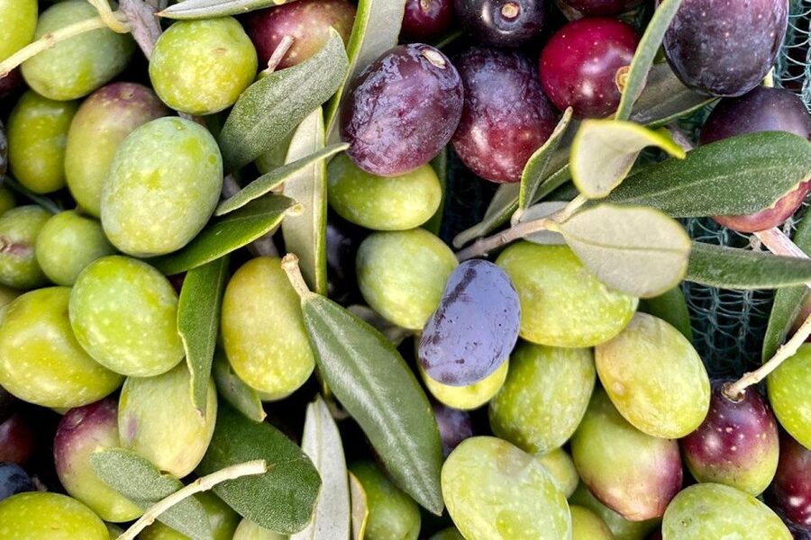 Seggiano: Typical Tuscan Farm Tour with Olive Oil Tasting - Timing, language, and getting there