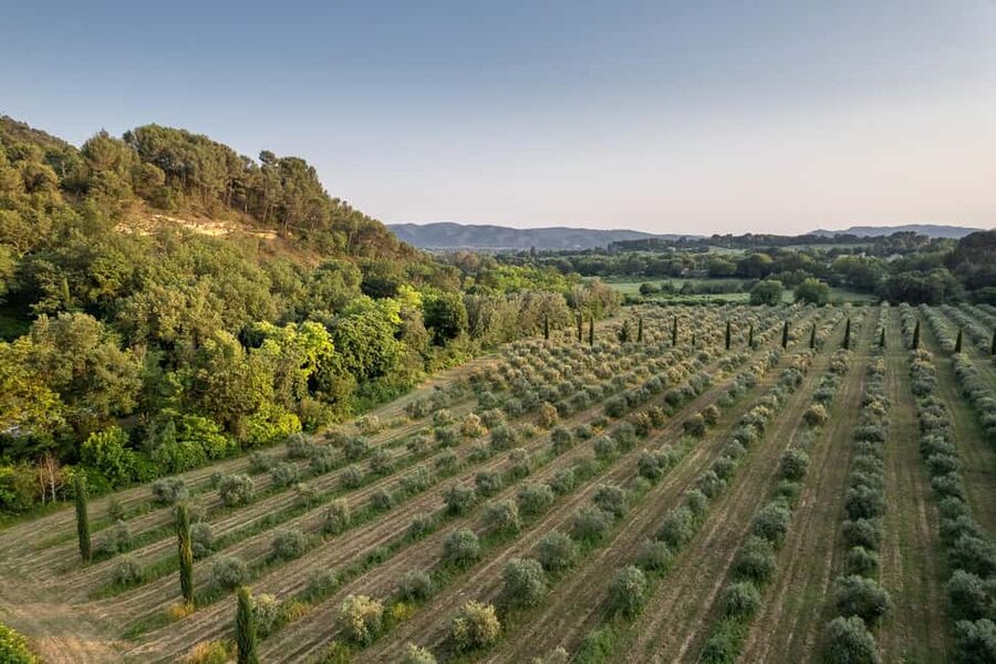 Self tour of the olive oil mill & olive oil tasting - Price, flexibility, and practical details