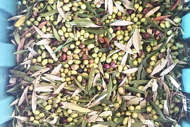 Semi Private Wine and Olive Oil tour (Transfer & Lunch Incl.) - Who should book this Crete food tour?