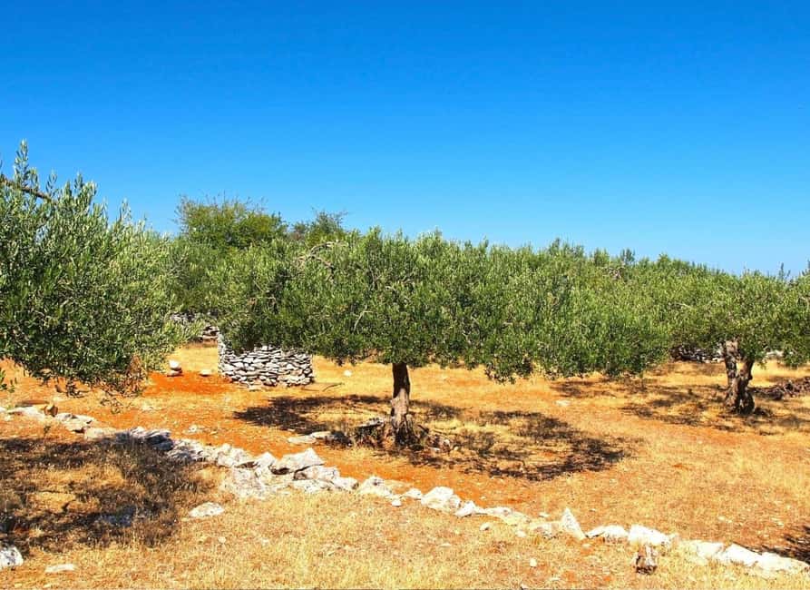 Šibenik or Zadar: Krka falls, olive mill, oil & wine tasting - Five olive oils and the lesson behind the flavor