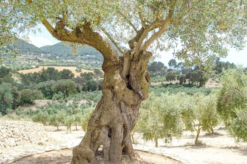Small group- Exclusive Olive Oil & Wine Tour Mallorca - Key points to know before booking