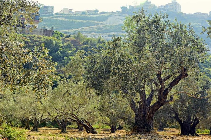 Small group- Exclusive Olive Oil & Wine Tour Mallorca - From your hotel to Mallorca’s rural heart