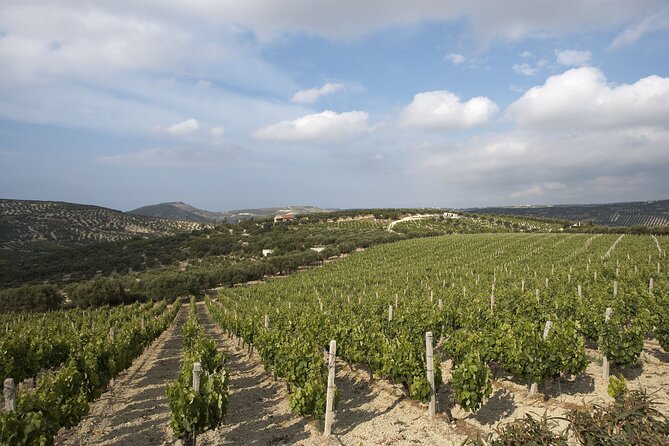 Small Group: Knossos, Olive Oil, Winery & Raki with Lunch - An olive grove in Prassas