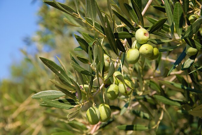 Small-Group Olive Oil Tour in Cres with Tasting - Key points before you book