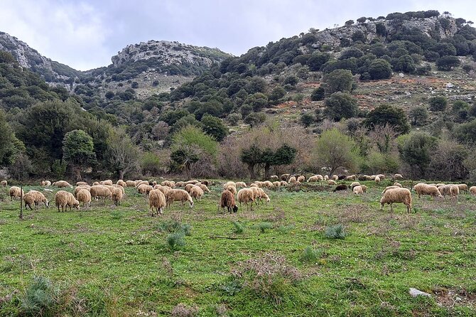 Small Group Tour to Knossos Palace Lasithi Plateau & Olive Mill - Coffee, raki, and a village café