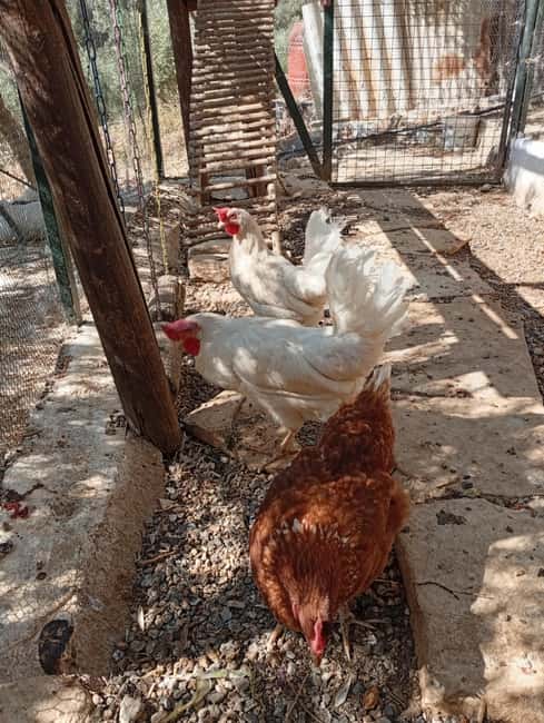 Snail and olive farm tour with table olives & homemade sweet - Why this small farm makes a memorable Crete stop