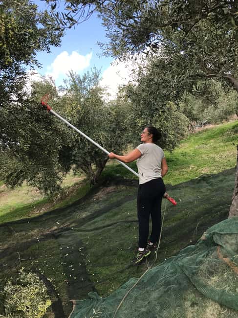 Snail and olive farm tour with table olives & homemade sweet - My take on the most praised qualities