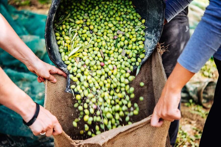 Soap, Wine, Raki, Olive Oil, Meet the local Producers Tour - Wine and raki from 13:00 to 14:15