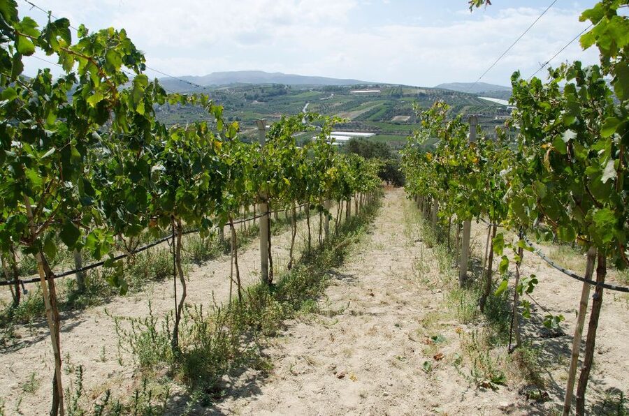 Soap, Wine, Raki, Olive Oil, Meet the local Producers Tour - Why the cruise-passenger promise matters