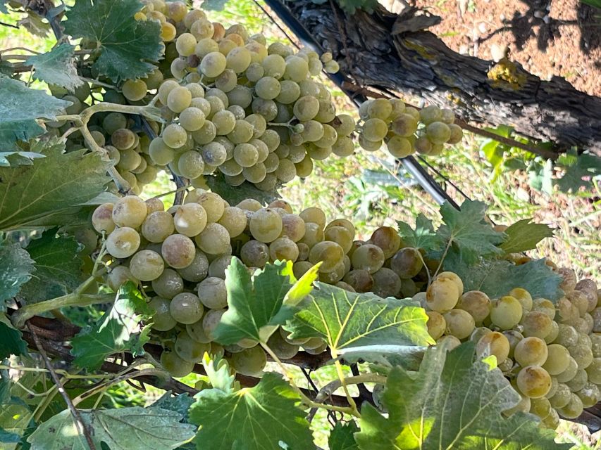 Soap Workshop, Olive Oil, Lyrarakis Winery and Lunch at Peza - What to know before you reserve
