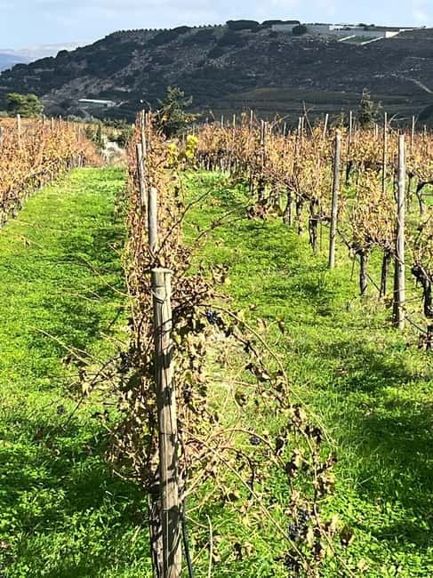 Soap Workshop, Olive Oil, Lyrarakis Winery and Lunch at Peza - Lyrarakis Winery and the wines of Peza