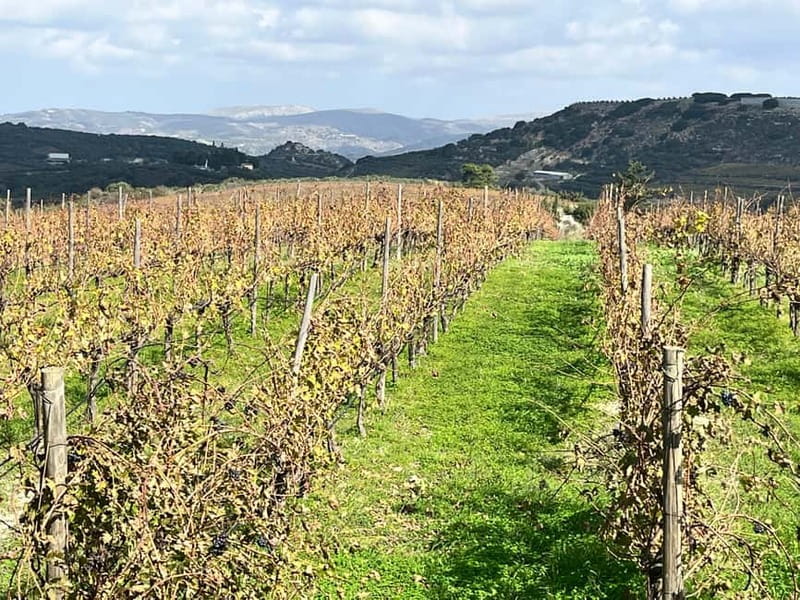 Soap Workshop, Olive Oil, Lyrarakis Winery and Lunch at Peza - What the private transport adds