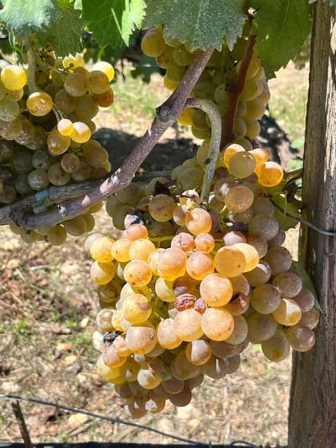 Soap Workshop, Olive Oil, Lyrarakis Winery and Lunch at Peza - Who will enjoy this Crete experience most?