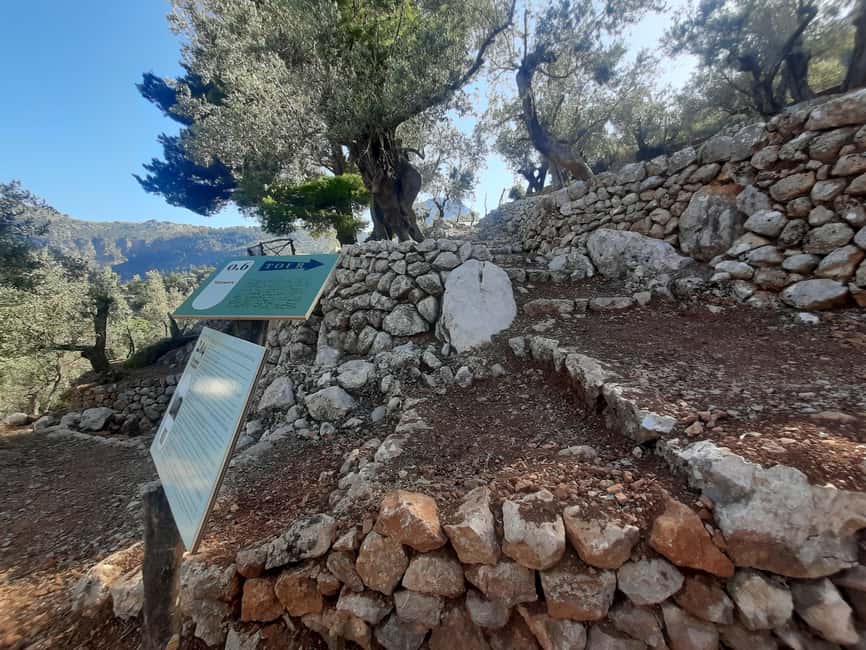 SOLLER: Olive Grove Experience, Oil Tasting & Picnic in the Tramuntana - Why this olive grove feels different from a standard tasting