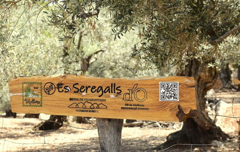 SOLLER: Olive Grove Experience, Oil Tasting & Picnic in the Tramuntana - Meeting the farm team and learning the old methods