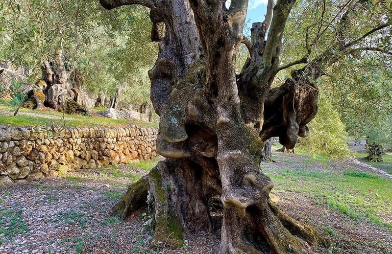 Sóller: Olive Oil Guided Tour and Tasting at Can Det Estate - Is $35 a fair price?