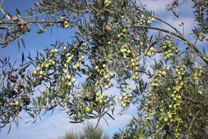 Sorrento Farm and Food Experience including Olive Oil, Limoncello, Wine tasting - Why this farm visit feels different from a standard food tour