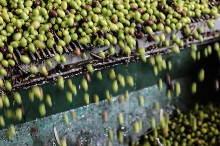 Sorrento: Guided Olive Mill Visit with Tastings - Key points to know before you book