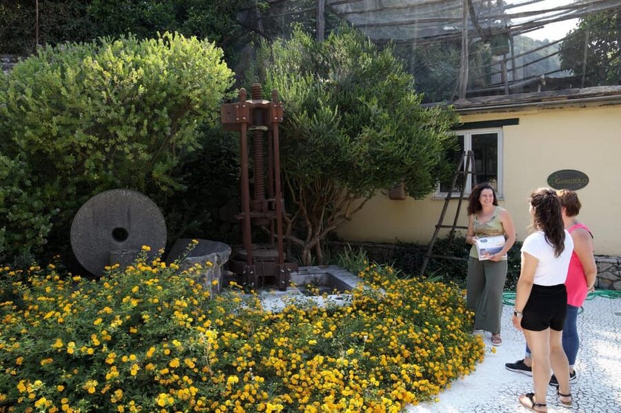 Sorrento: Guided Olive Mill Visit with Tastings - A Sorrento food stop built around comparison