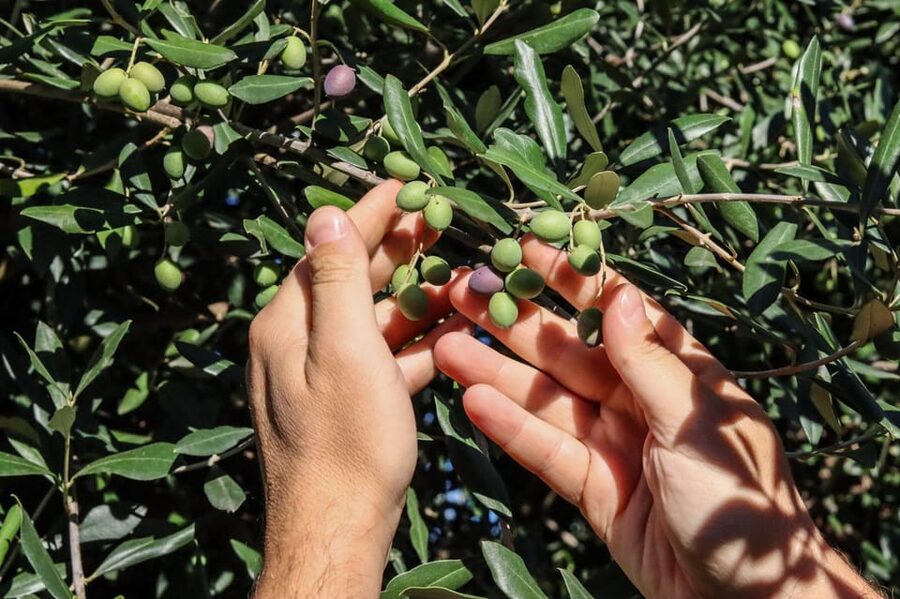 Sorrento: Guided Olive Mill Visit with Tastings - Limoncello and cream liqueurs
