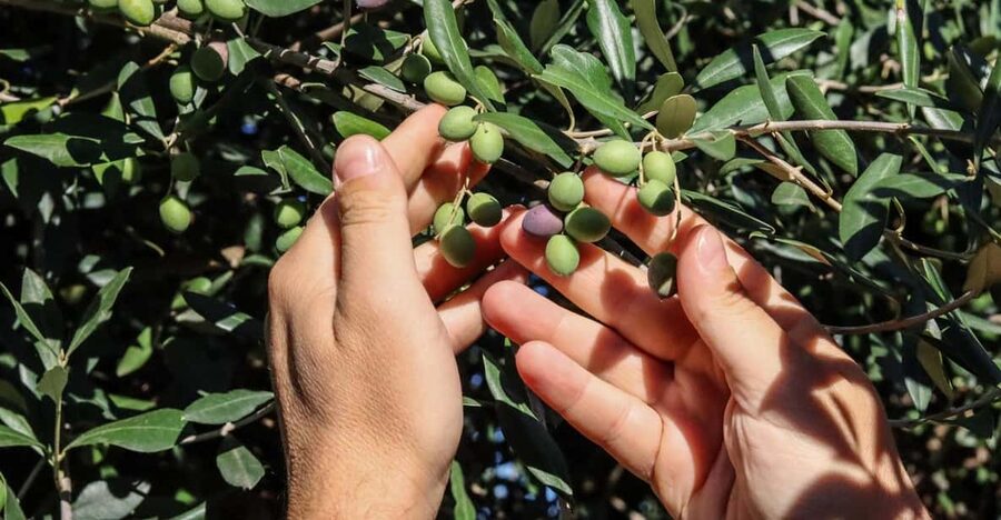 Sorrento: Guided Olive Mill Visit with Tastings - A pleasant setting, with time to browse afterward