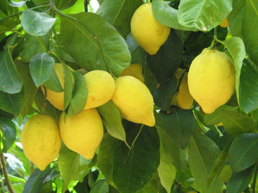 Sorrento: Lemon, Olive Oil and Wine Tasting Tour with Lunch - The Sorrento lemon grove and its pergolas