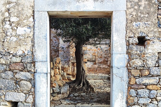 Spinalonga, Plaka, Elounda, Agios Nikolaos & Olive Mill | Private - Vassilakis Estate puts olive oil first