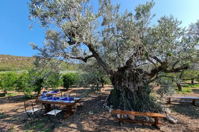 SYSTASIS Olive Oil Tasting Experience in Ermioni Greece - Pairing premium oils with Greek food
