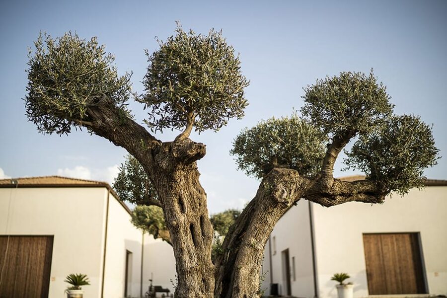 Tasting of sicilian olive oils and specialties - Who should book this Sicilian olive-oil tasting?