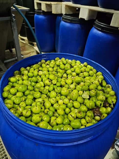 Tavira City & Olive Factory - Inside the olive factory