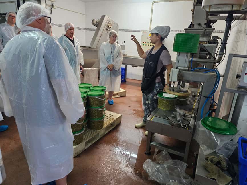 Tavira City & Olive Factory - Who should book this Tavira experience?