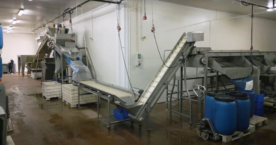 Tavira: Olive Factory Tour and Tasting - The tasting: olives first, then a full local spread