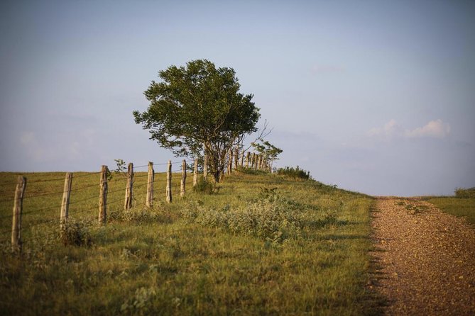 Texas Hill Country Olive Oil and Balsamic Vinegar Tasting - Key points at a glance