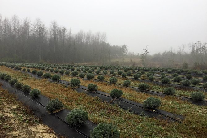 The Olive Grove Tour - Beginning among the olive trees