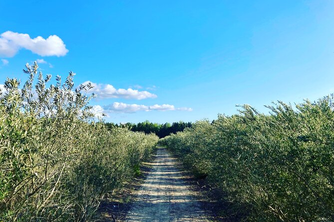 The Olive Grove Tour - A quiet walk through the longleaf pine plantation