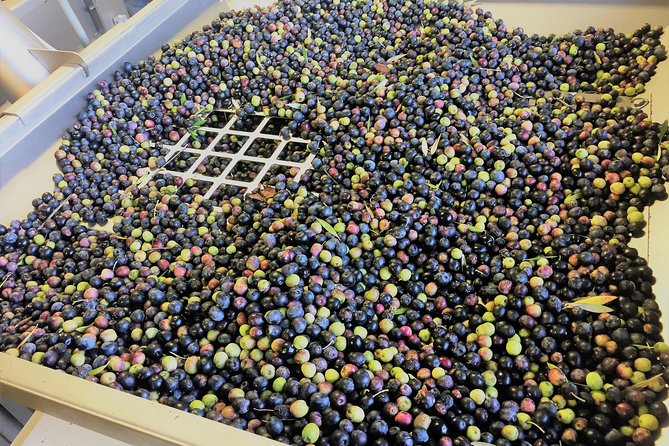 The Olive Grove Tour - What the $24 price really buys you