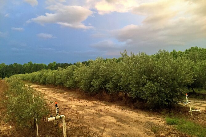 The Olive Grove Tour - Timing, weather, and cancellation details