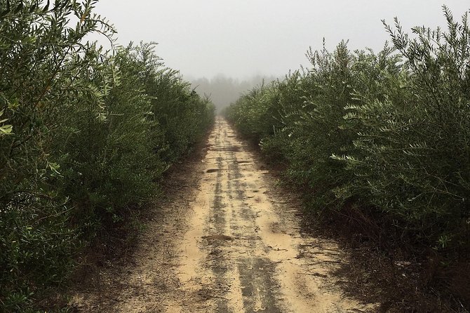 The Olive Grove Tour - From the grove to the bottle