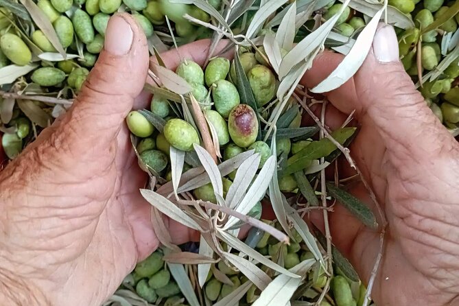 The Olive Oil Experience @ Lefkada Micro Farm - Key points to know before you book
