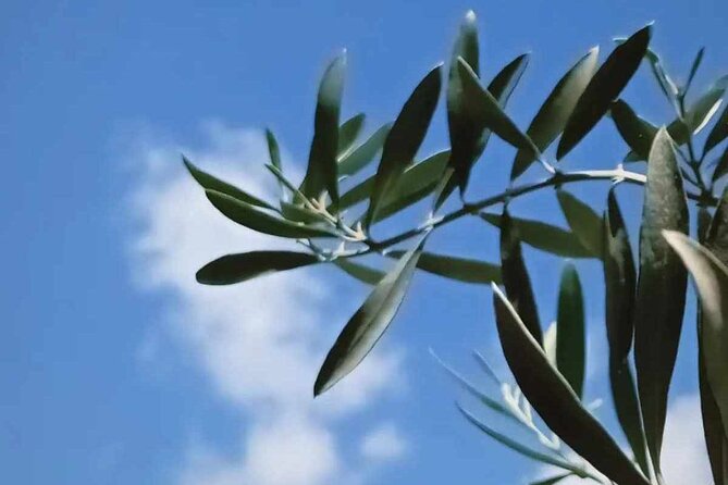 The Olive Oil Experience @ Lefkada Micro Farm - The garden adds a welcome sensory lesson
