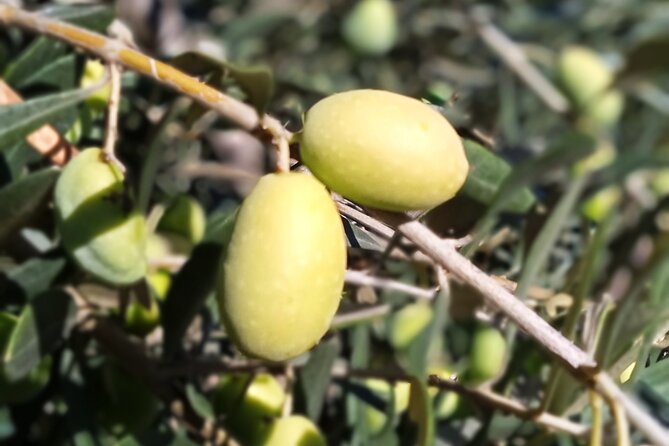The Olive Oil Experience @ Lefkada Micro Farm - Price, timing, and the value question