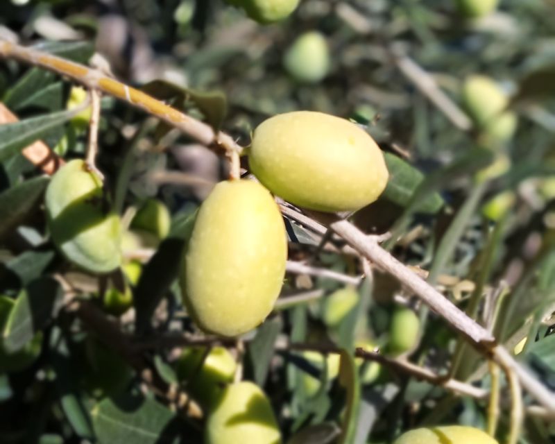 The Olive Oil Experience @ Lefkada Micro Farm - Who will enjoy this most?