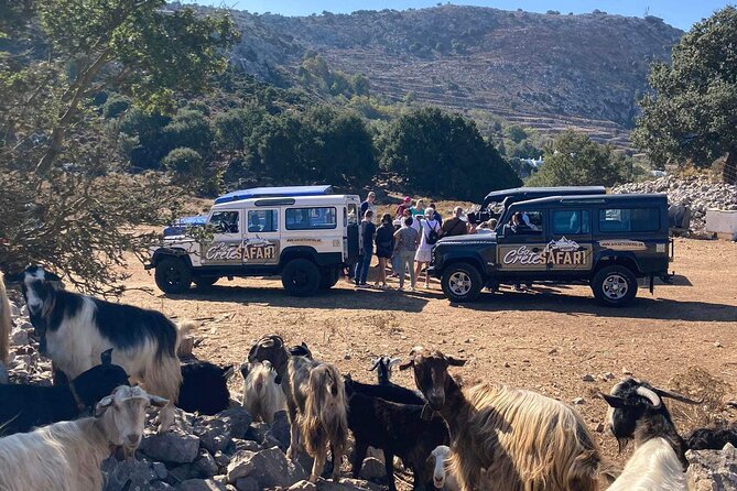 The Roads Of Wine Olive Oil And Cretan Tradition in Malia - Learning why Cretan olive oil matters