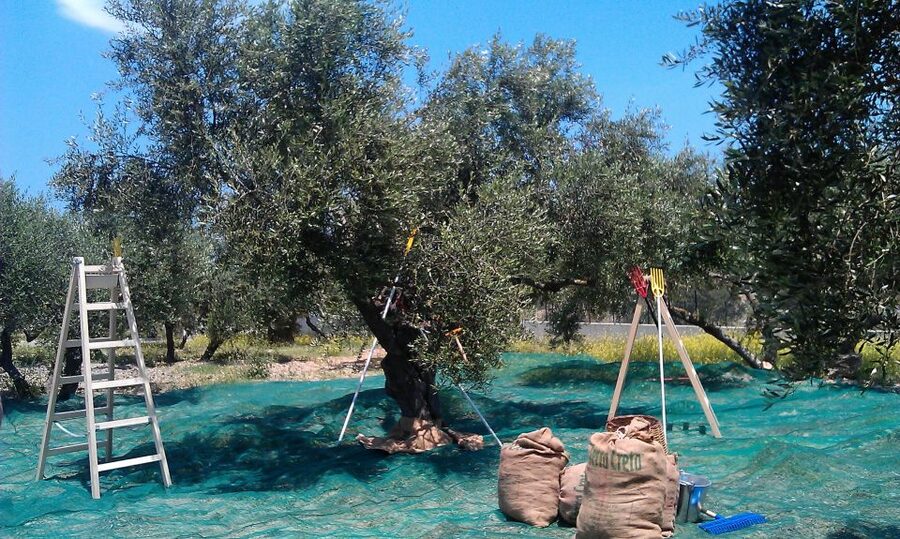 The Terra Creta Olive Oil Experience Tour - Is $11 good value?