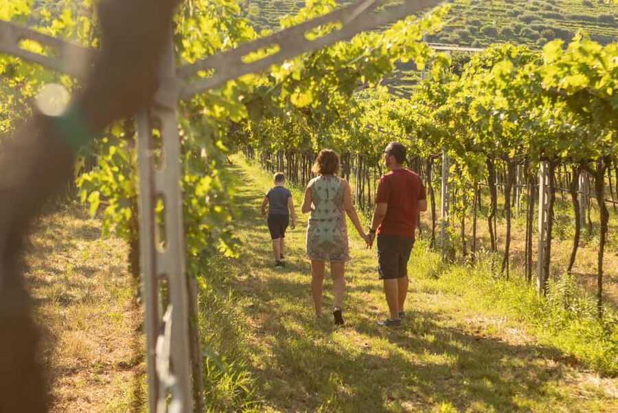 THE TRADITIONS OF VALPOLICELLA: WINE, EXTRA VIRGIN OLIVE OIL, AND HONEY TASTING - The Barrel Cellar and the Slow Part of Wine