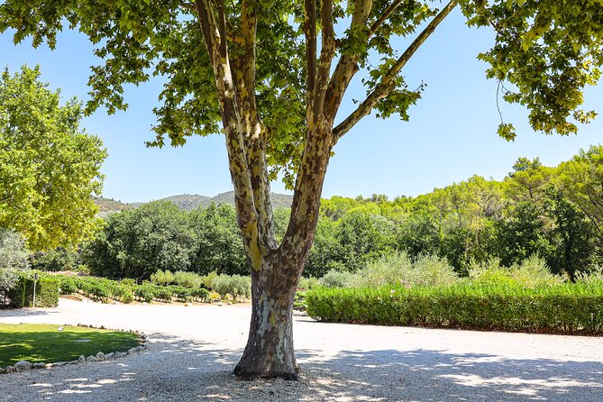 The wines of the Luberon, the Château de Lourmarin & Bastide du Laval olive oil - The guide can shape the day