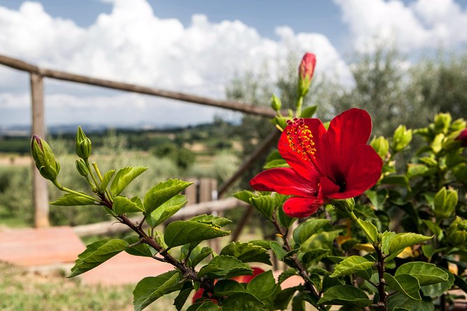 Think of a romantic meal in the Olive Trees shade, accompanied by Tuscan wines! - Four courses built around Tuscan comfort food