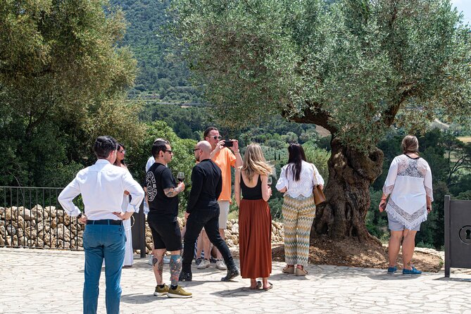 Tour to olive grove and olive mill, oil tasting and snack - The Majorcan snack can become a light lunch