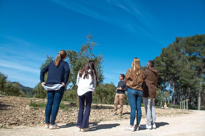 Tour to olive grove and olive mill, oil tasting and snack - Inside the production and bottling areas