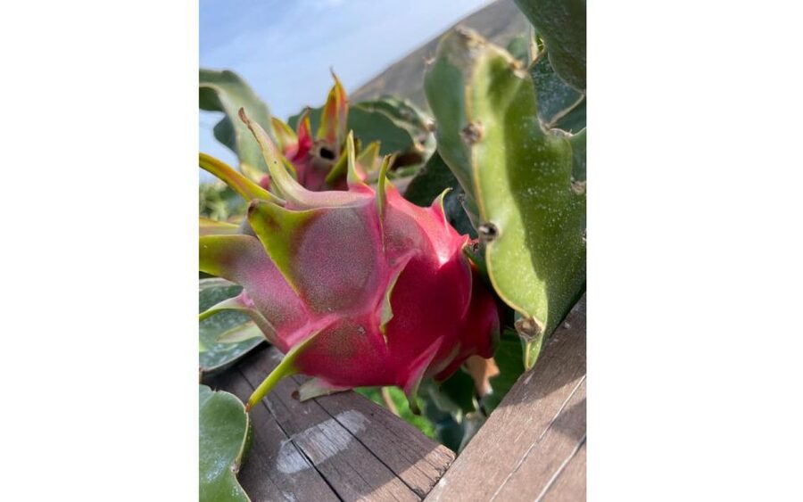 Traditional Olive Grove and Dragon Fruit Farm Tour - Key points at a glance